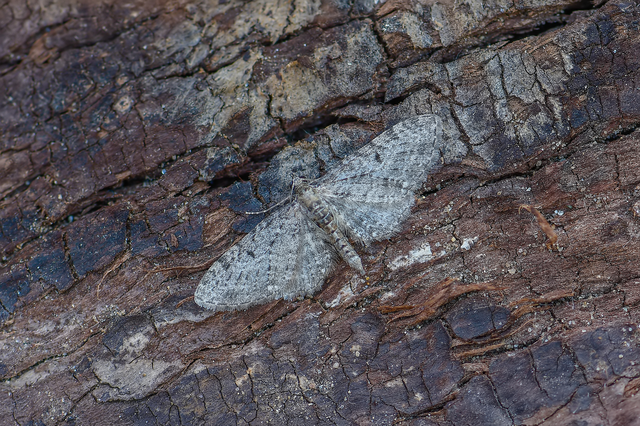 Eupithecia