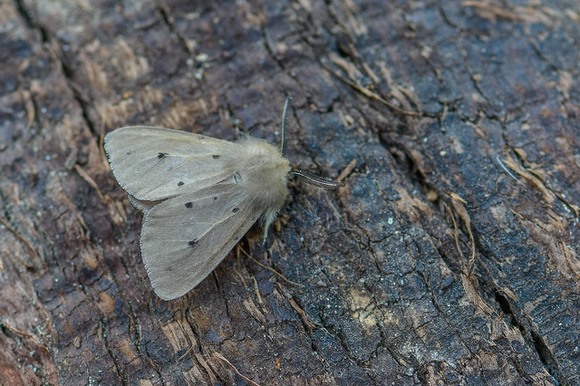 Diaphora mendica - felemás medvelepke