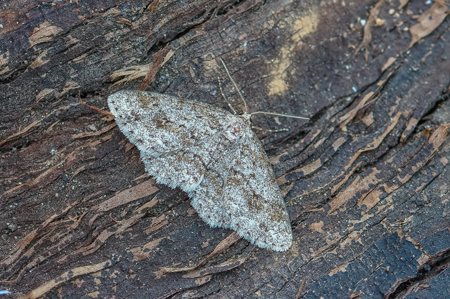 Ectropis crepuscularia - avararaszoló