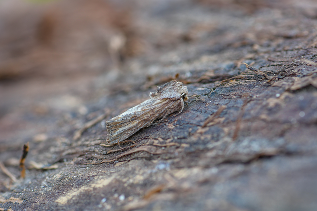 Egira conspicillaris - változékony szürkebagoly
