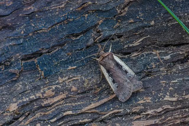 Ochropleura plecta - fehérszegélyű fűbagoly