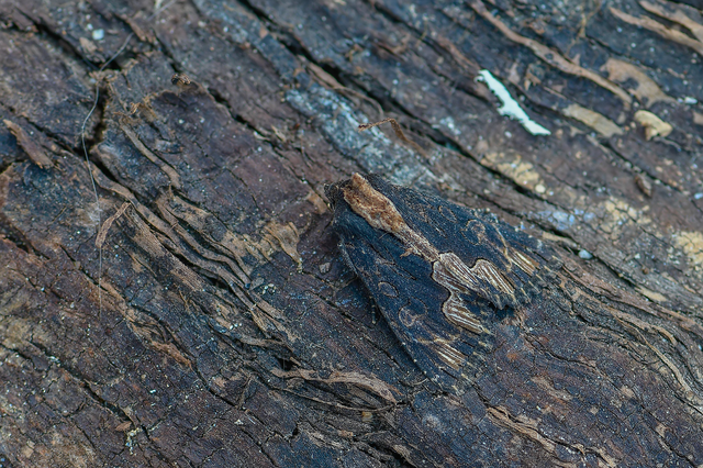 Dypterygia scabriuscula - szurokbarna nyáribagoly