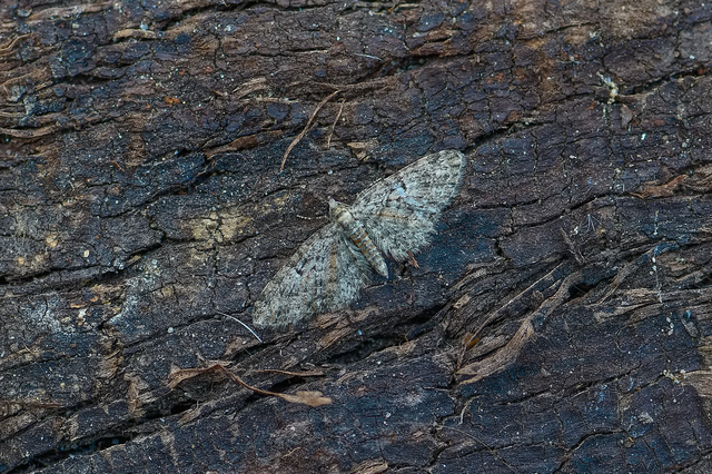 Eupithecia dodoneata - tölgy-törpearaszoló