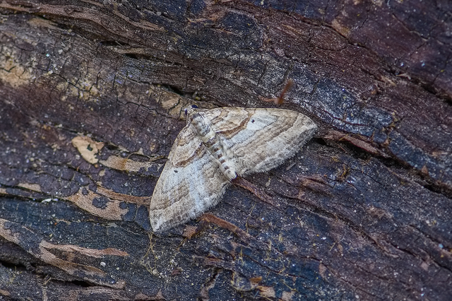 Costaconvexa polygrammata - soksávú araszoló
