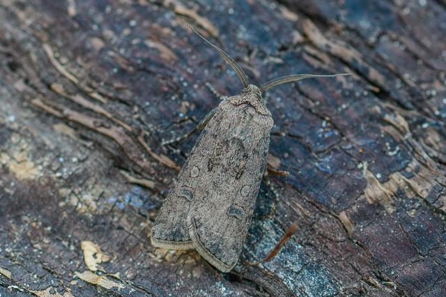 Agrotis segetum - vetési földibagoly