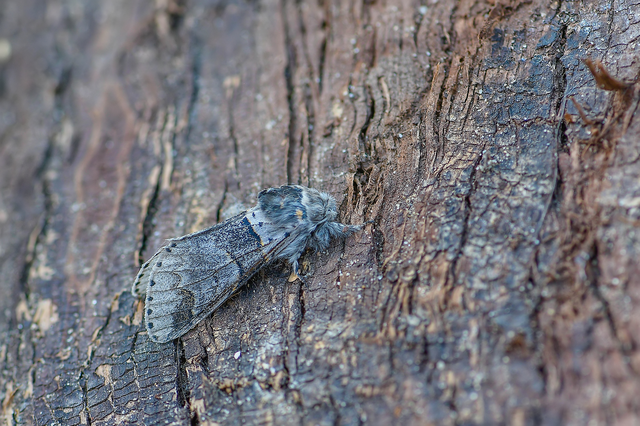Furcula furcula - szürke púposszövő