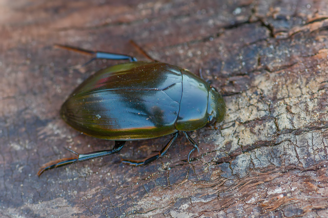 Hydrophilus