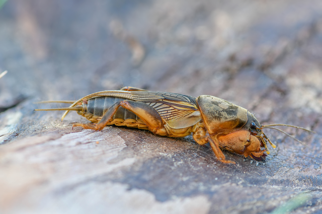 Gryllotalpa
