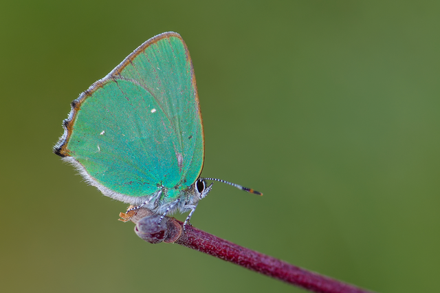 Callophrys rubi - zöldfonákú lepke