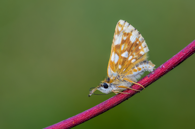 Spialia orbifer - törpe busalepke