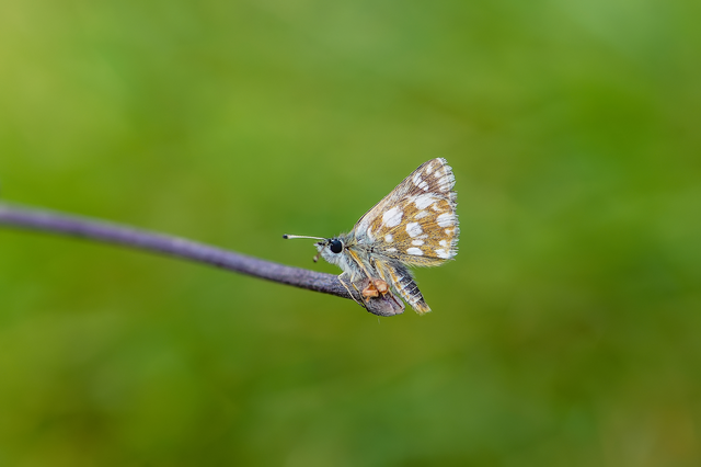 Spialia orbifer - törpe busalepke