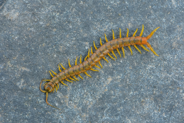 Scolopendra cingulata - öves szkolopendra