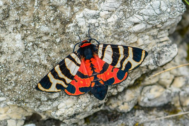 Arctia festiva - díszes medvelepke