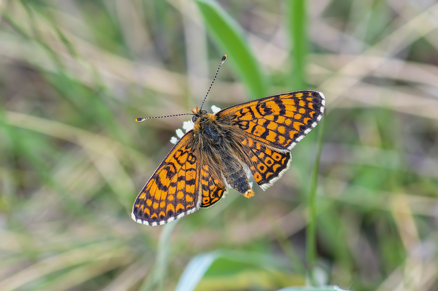 Melitaea cinxia - réti tarkalepke