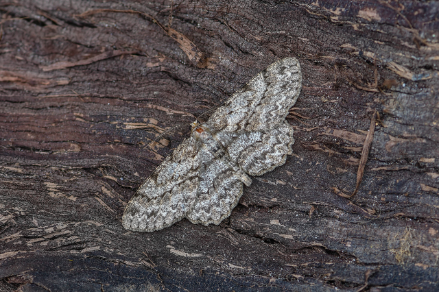 Hypomecis punctinalis - pettyes faaraszoló