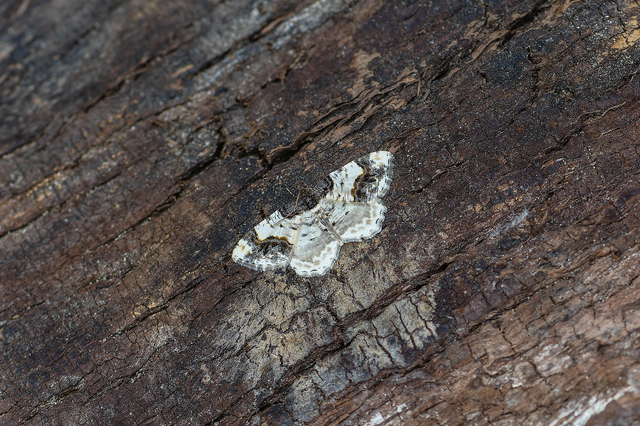 Ligdia adustata - barna levélaraszoló