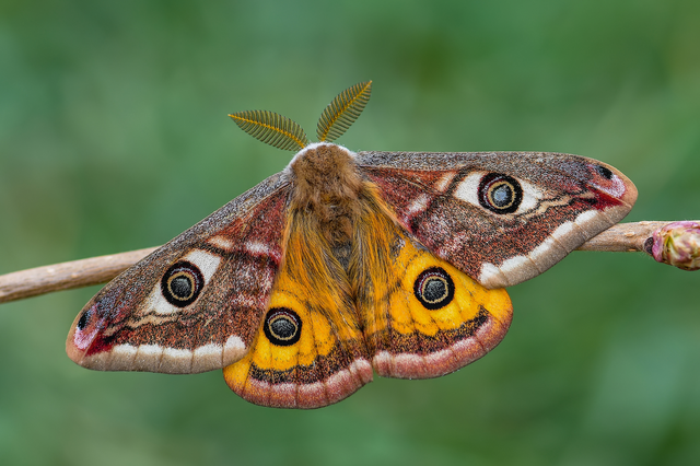 Saturnia pavoniella/pavonia