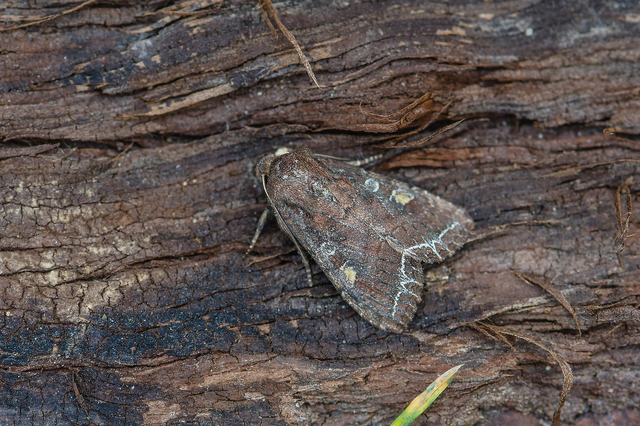 Lacanobia oleracea - saláta-kertibagoly