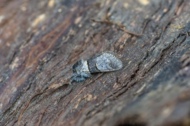 Furcula bifida - kis púposszövő