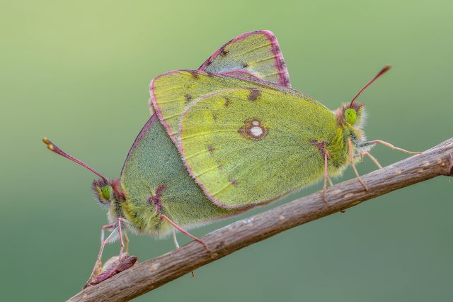 Colias hyale - kéneslepke