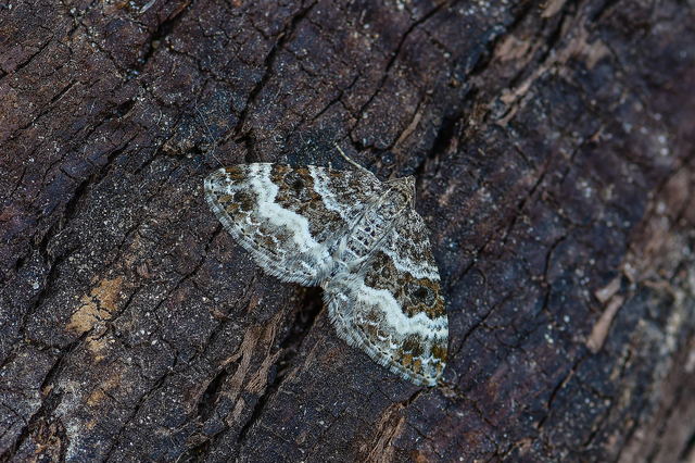 Epirrhoe alternata - galaj-tarkaaraszoló