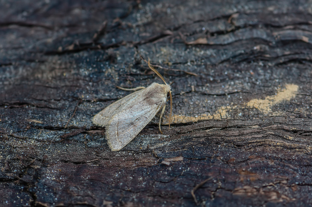 Orthosia cerasi - közepes barkabagoly