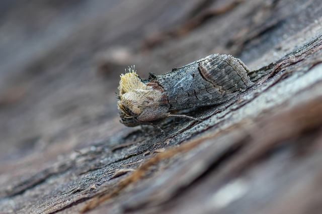 Abrostola triplasia - közönséges csalánbagoly