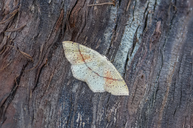Cyclophora punctaria - sávos pettyesaraszoló