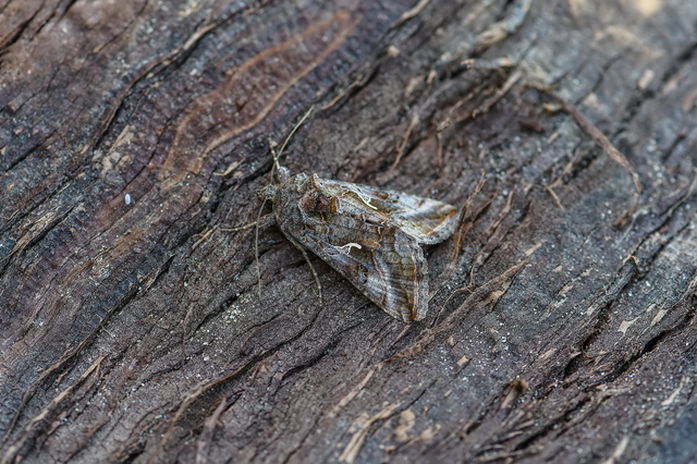 Autographa gamma - gammalepke