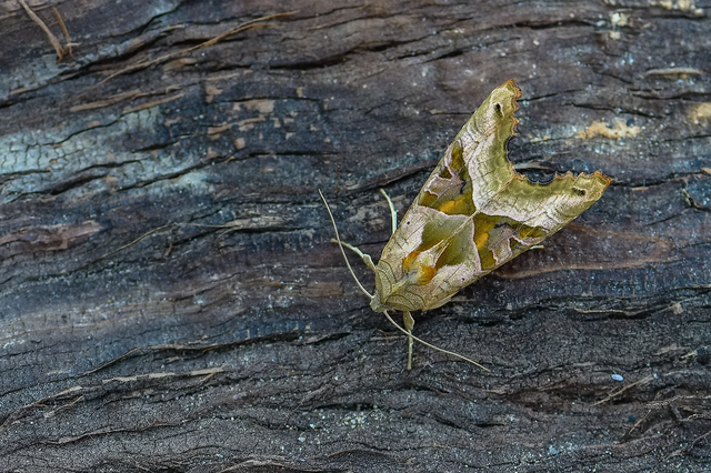 Phlogophora meticulosa - vándorló csipkésbagoly