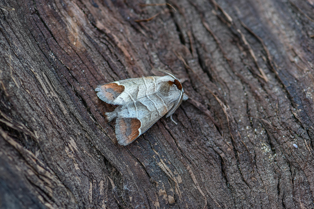 Clostera curtula - rövidszárnyú levélszövő