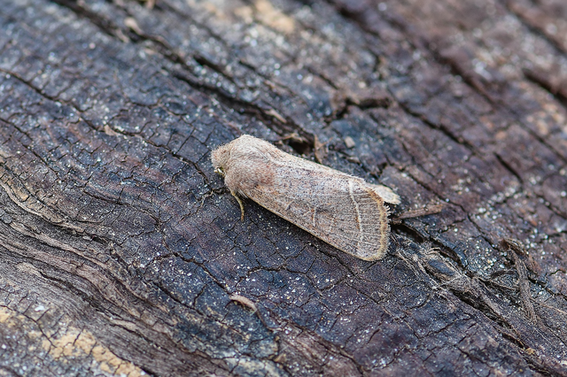 Orthosia cerasi - közepes barkabagoly
