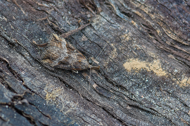 Hypena rostralis - közönséges karcsúbagoly