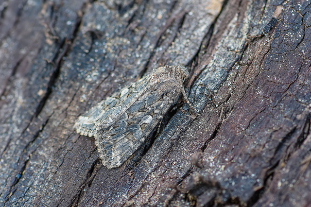 Hadula trifolii - lóherebagoly Hadula trifolii - lóherebagoly