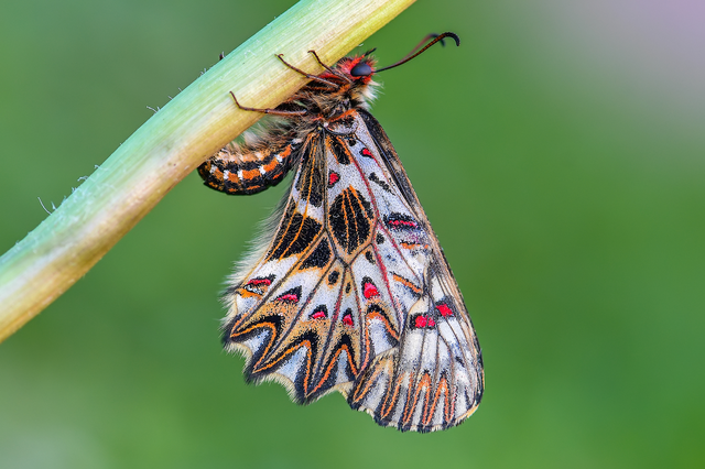 Zerynthia polyxena - farkasalmalepke