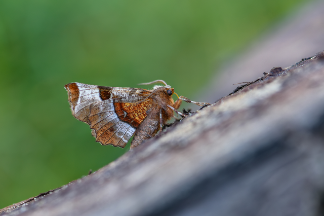 Selenia tetralunaria - négyfoltos holdasaraszoló