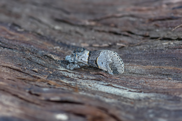 Furcula bifida - kis púposszövő