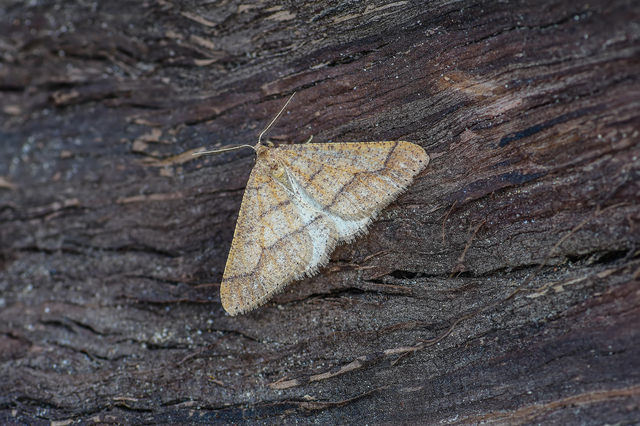 Agriopis marginaria - sárgás téliaraszoló