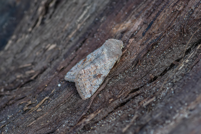 Orthosia incerta - változékony barkabagoly