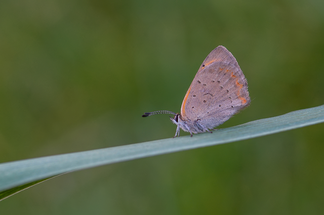 Lycaena phlaeas - közönséges tűzlepke