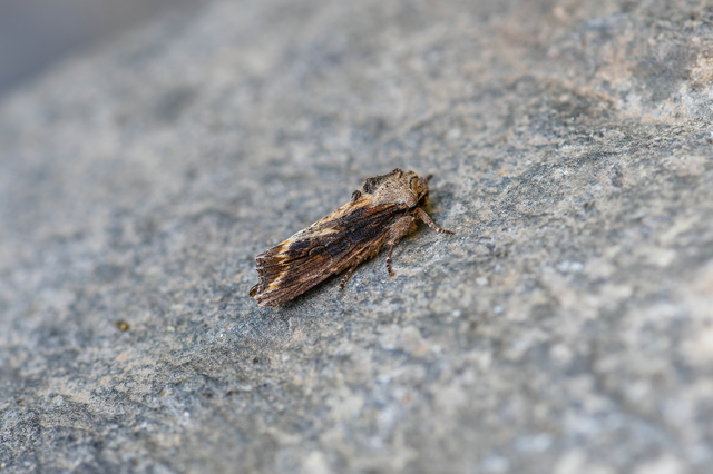 Egira conspicillaris - változékony szürkebagoly