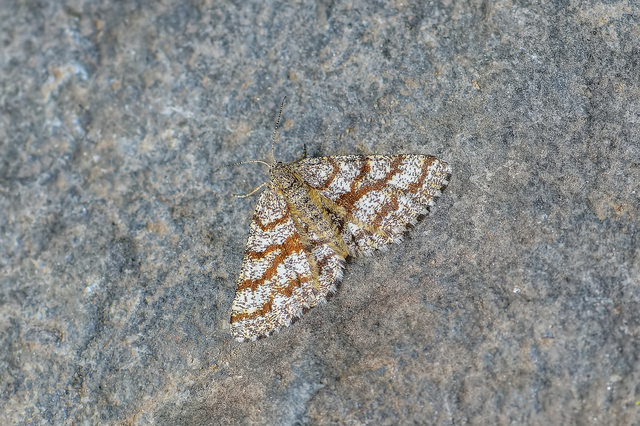 Ematurga atomaria - barna rétiaraszoló