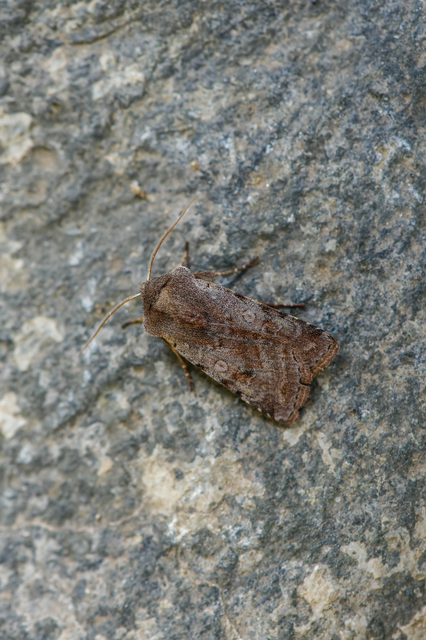 Cerastis rubricosa - vörhenyes tavaszibagoly