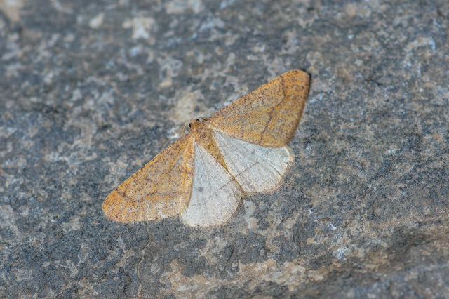 Agriopis marginaria - sárgás téliaraszoló