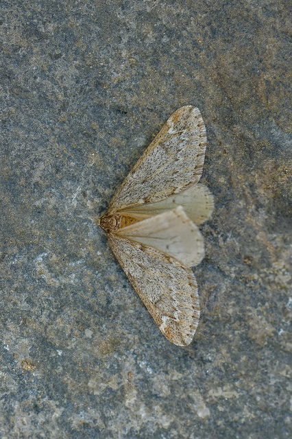 Alsophila aescularia - vadgesztenye-araszoló