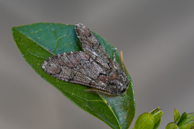 Biston strataria - barnapettyes araszoló