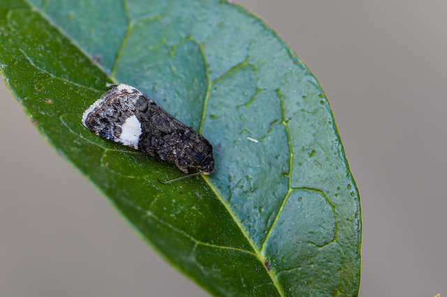 Tyta luctuosa - fekete nappalibagoly
