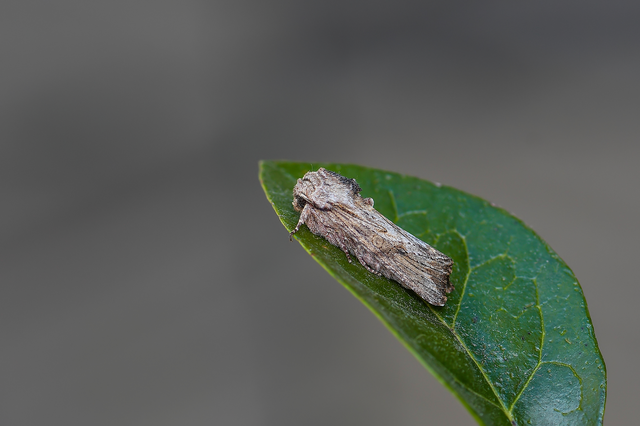 Egira conspicillaris - változékony szürkebagoly