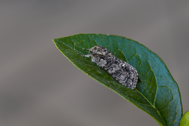 Acronicta rumicis - sóska-szigonyosbagoly
