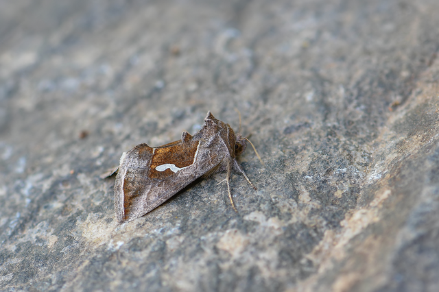 Macdunnoughia confusa - cseppfoltos ezüstbagoly